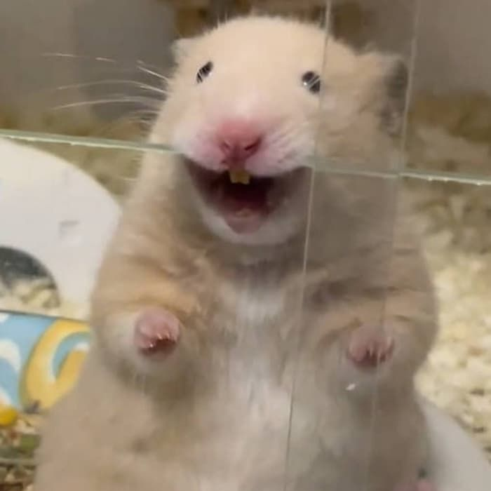 호버 이미지