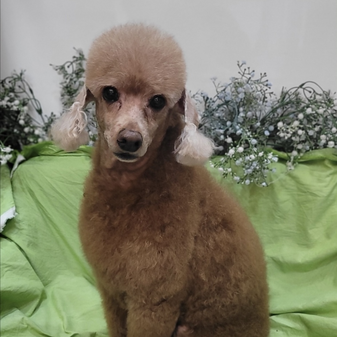 호버 이미지